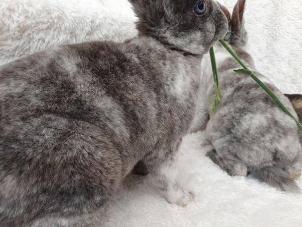 Image 12 of Pure breed mini rex rabbits