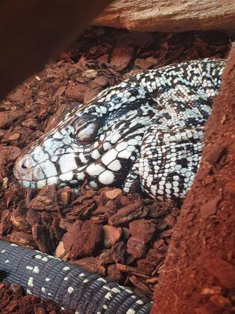 Image 2 of blue and white Argentinian tegu