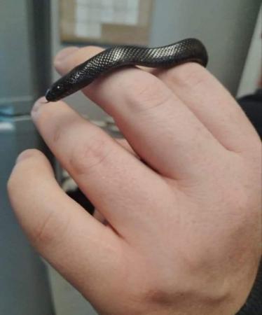 Image 2 of Mexican black King snake 6 months old