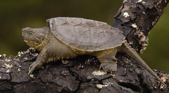 Image 1 of WANTED - YOUNG  COMMON SNAPPING TURTLE