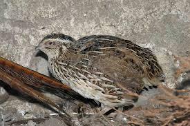 Image 5 of 8 week old quail for sale........