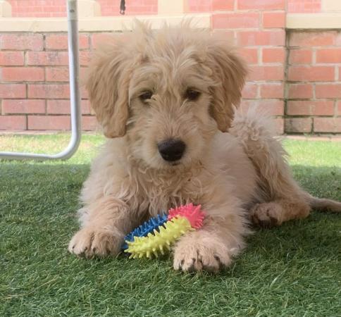 Image 3 of labradoodle puppies ready to leave