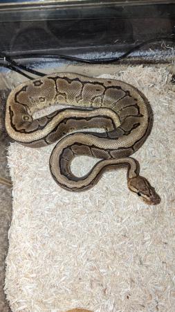 Image 1 of Royal pythons for sale REDUCED REDUCED £50