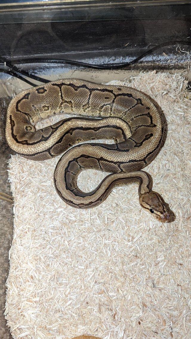 Preview of the first image of Royal pythons for sale het albino het genetic stripe.