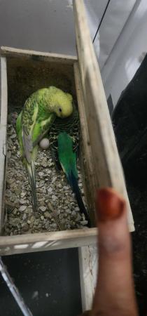 Image 4 of Breeding pair budgies with eggs