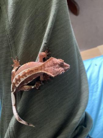 Image 4 of 2years old crested gecko