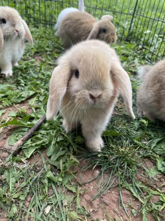 Image 5 of Mini lop baby rabbits **ready now** only 2 girls left