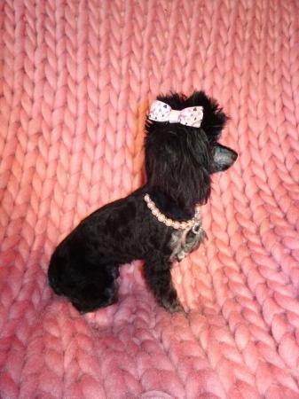 Image 3 of XXXXXXXS Micro Tiny Toy Poodle Girl Puppy 9 months old
