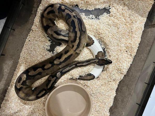 Image 3 of Male breeder pied ball python