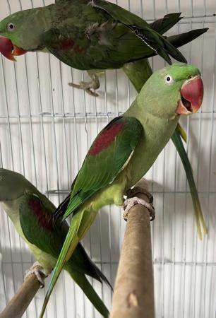 Image 6 of Beautiful Big Tame & Breeding Alexandrine Talking Parrots