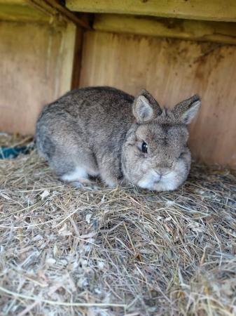 Image 4 of 12 month old agouti netherland dwarf male