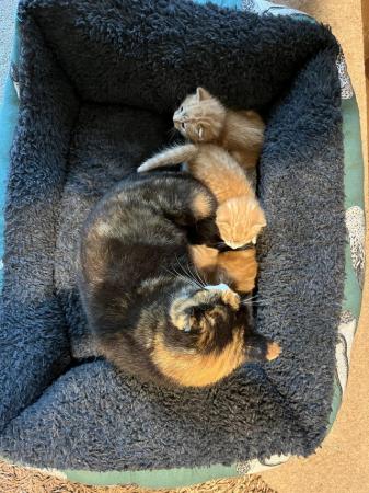 Image 3 of 2 ginger male kittens left for sale