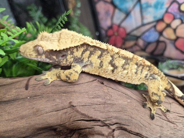 2 crested geckos and set up — photo 3 of 4