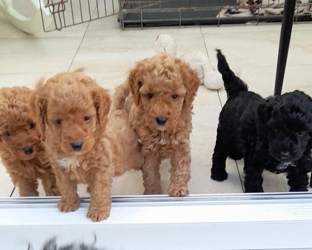Preview of the first image of Gorgeous F1B cockerpoo puppies.