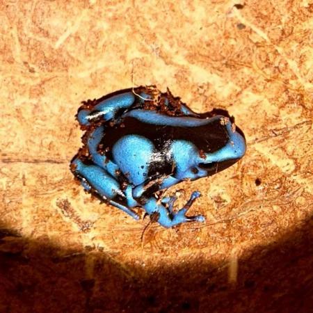Image 4 of Dart Frogs Dendrobates auratus "Super Blue" Inc. Set up