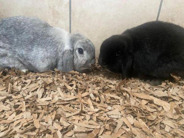 Image 2 of Well handled rabbits for sale Giants, mini lops &  Dutch X