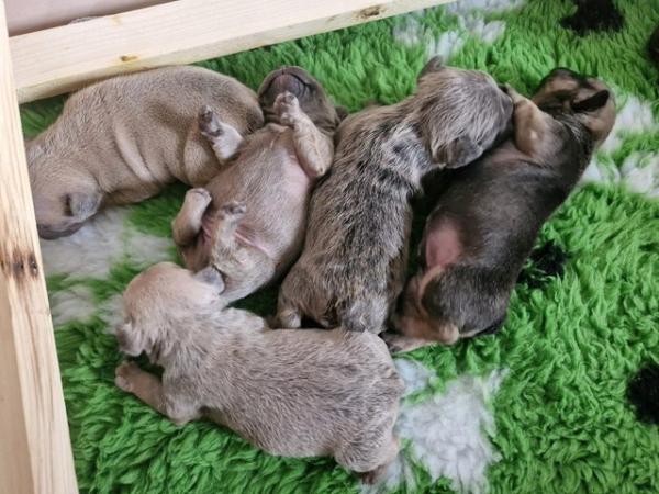 Image 5 of KC Registered French Bulldog Puppies 2 left