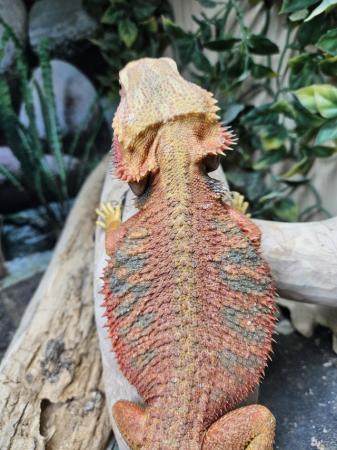 Image 3 of Male red hypo translucent morph bearded dragon