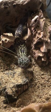 Image 5 of 2 years old leopard print female gecko