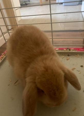 Image 1 of MINI LOPS RABBITS FOR SALE