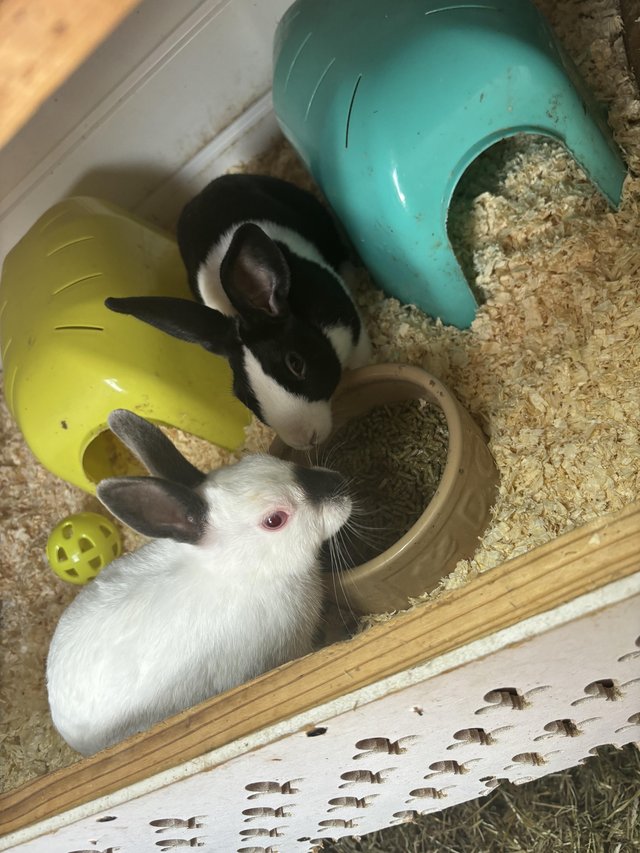 house rabbit price