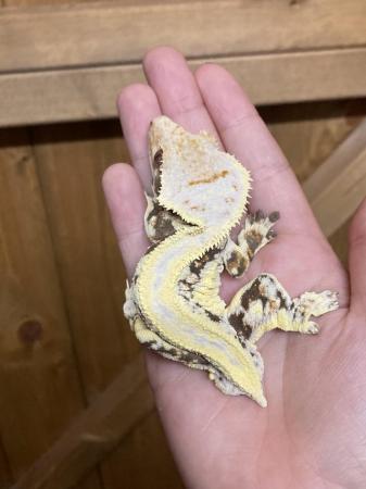 Image 3 of Male Lilly white crested gecko