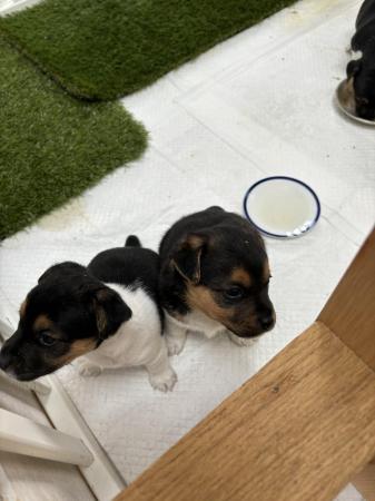 Image 7 of Jack Russell puppies ** two boys left**