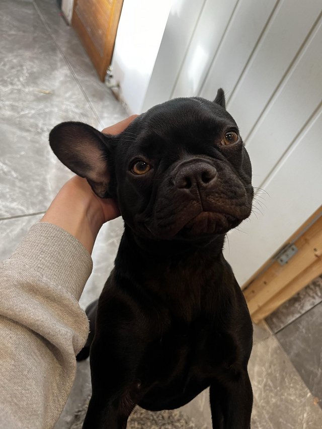 Preview of the first image of 1 year 8 months female French bulldog.