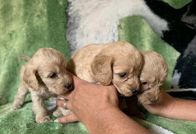 Image 4 of Cockapoo f1 puppies 1 boy and 7 girls