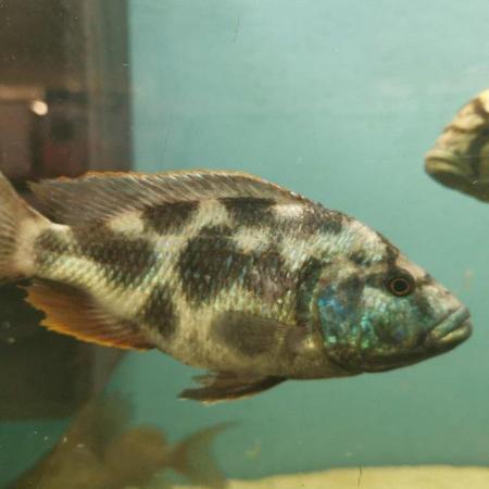 Image 6 of Large Selection of African Cichlids