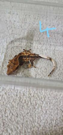 Image 6 of Baby crested geckos for sale, multiple ages, unsexed