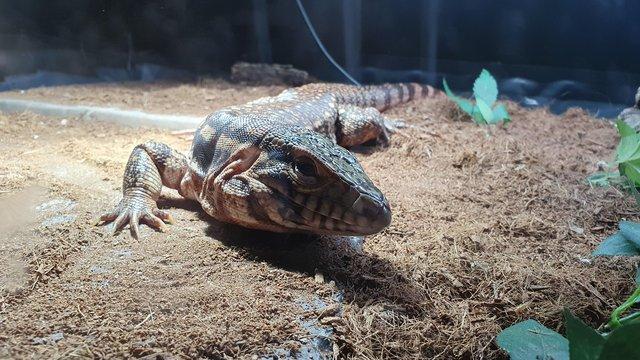Image 5 of Red tegu - 2 year old female