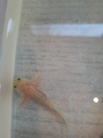 Image 3 of 2 month old baby axolotl
