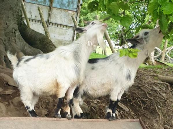 Image 1 of Two beautiful proven pygmy billies looking for a new home