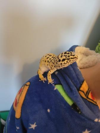 Image 2 of 2 year old leapard gecko