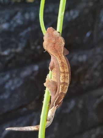 Image 12 of Beautiful baby Crested Geckos! Only 2 LEFT