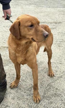 Image 2 of Jac - male fox red labrador