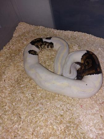 Image 6 of Complete one ofkind paradox ball python