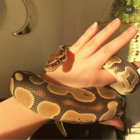 Image 1 of 2 year old curious ball python male