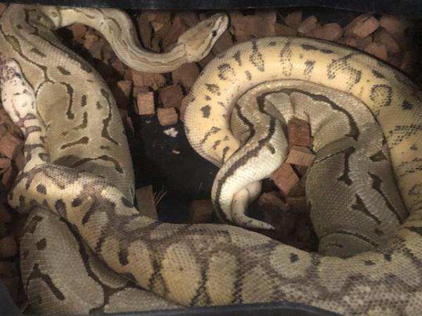 Image 3 of 2 adult female royal pythons for sale