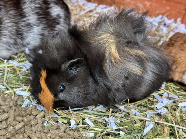 Image 1 of Guinea pigs ready for loving homes!