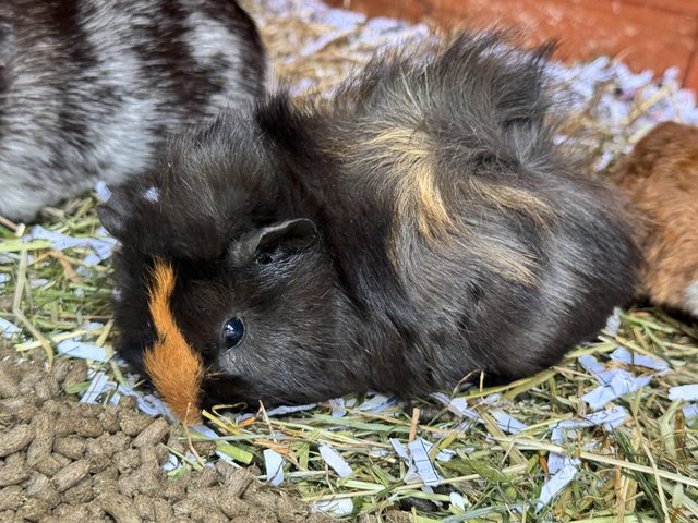Preview of the first image of Guinea pigs ready for loving homes!.