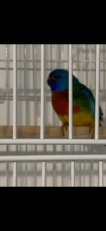 Image 5 of Splendid parakeets for sale