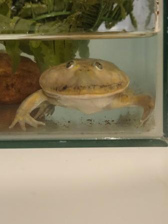Image 1 of Free budgetts frog with tank and heater