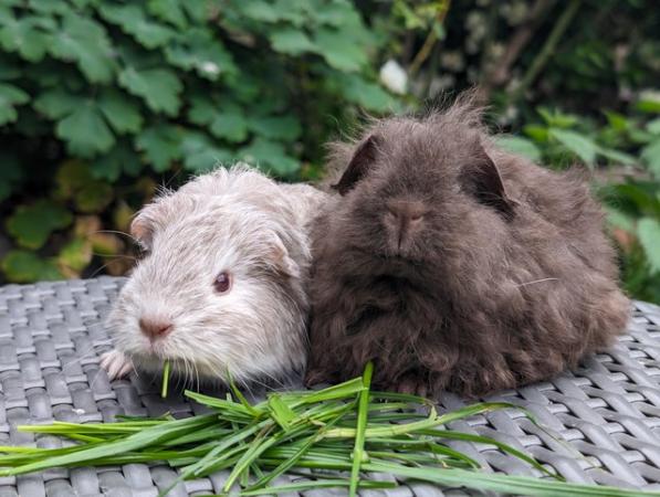 Image 1 of Long haired baby guinea pigs