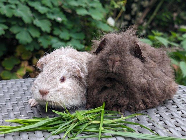 Preview of the first image of Long haired baby guinea pigs.
