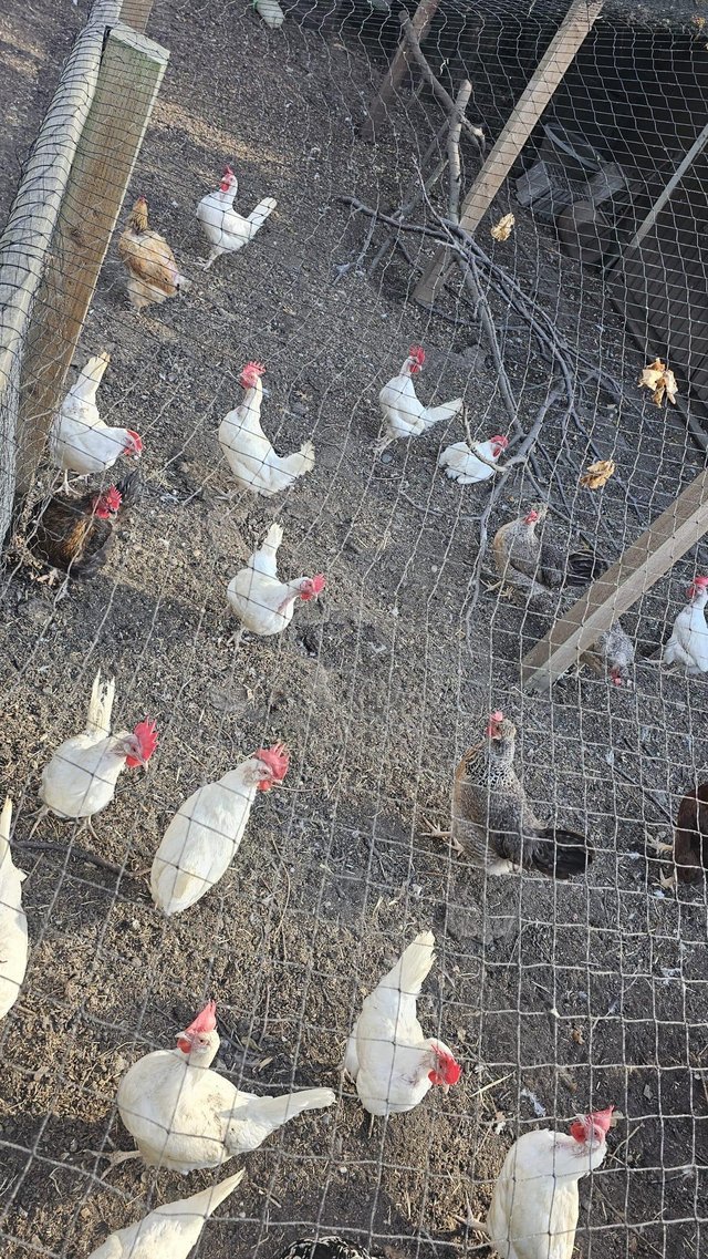 Flock of chickens for sale
