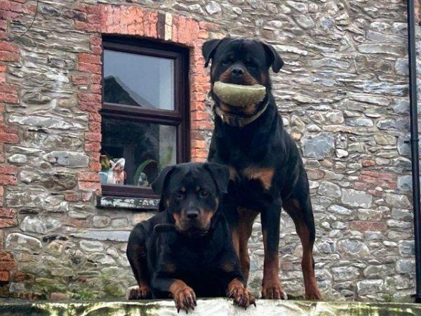 Image 12 of Rottweiler puppies home reared family pets