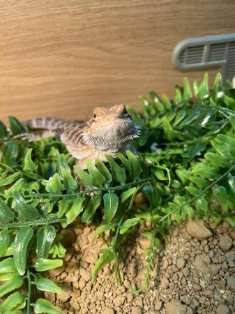 Image 4 of 6 month old bearded dragon