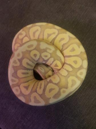 Image 5 of Ball python female banana Mojave cb23